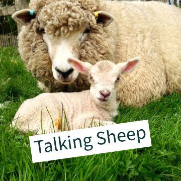 Talking Sheep And the prevalence of Schmallenberg