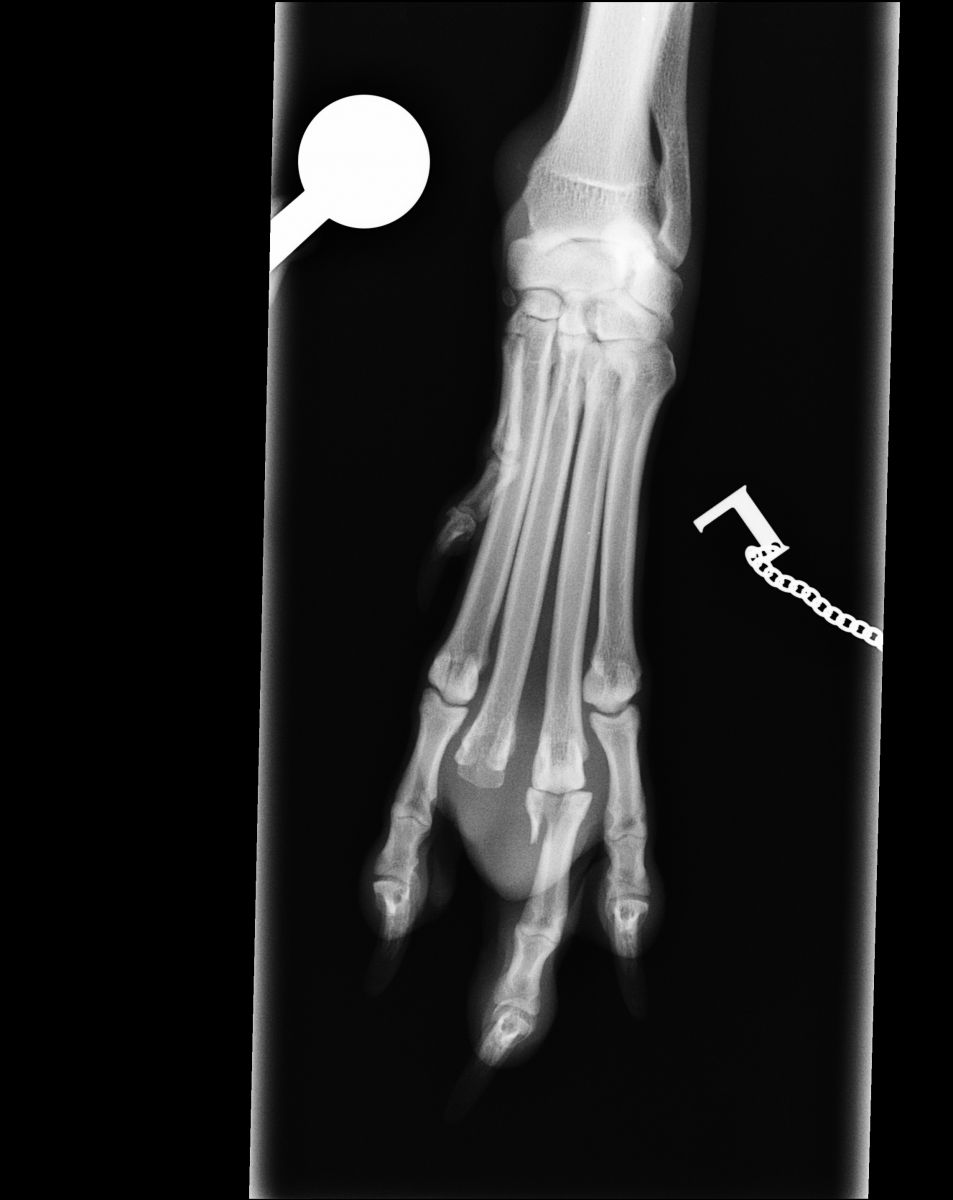 Dog foot x-ray