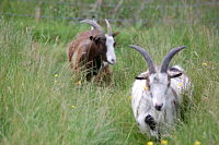 Smallholder Goats