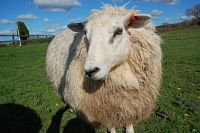 Smallholder Sheep image