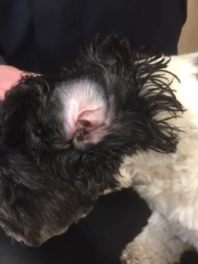 inside of dog's ear red and itchy
