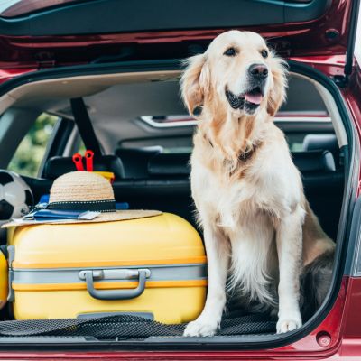 Beyond Staycations: Essential Pre-Travel Pet preparations