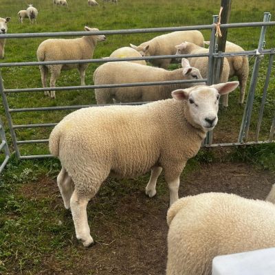 Synchronising Sheep 