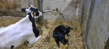 Understanding Uterine Torsions in Cattle