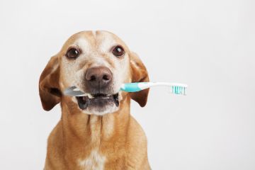 Unlocking the Secrets of Canine Dental Health: Shepton Vets' Guide