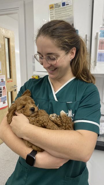 Compassionate Dental Care for Cockerpoo Puppies