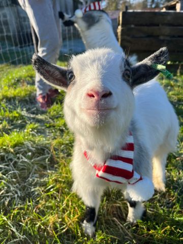 One lucky pygmy goat! 
