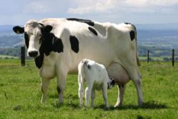 Cow and Calf in pasture Gallery