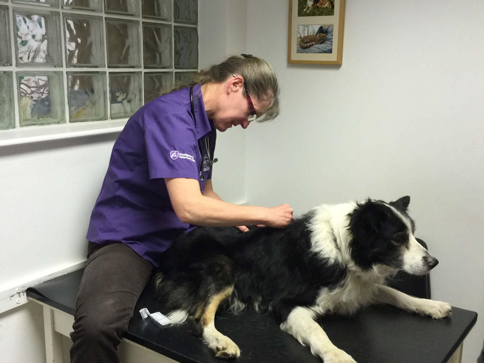 Dog having an acupuncture treatment session with vet Sarah Wheadon