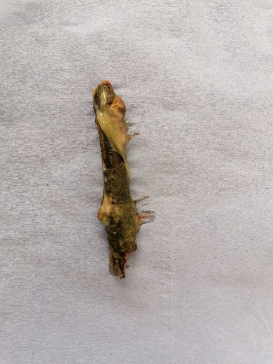 7cm stick removed from dog