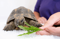 Tortoise eating leaves