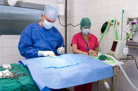 Vet and Nurse in Surgery