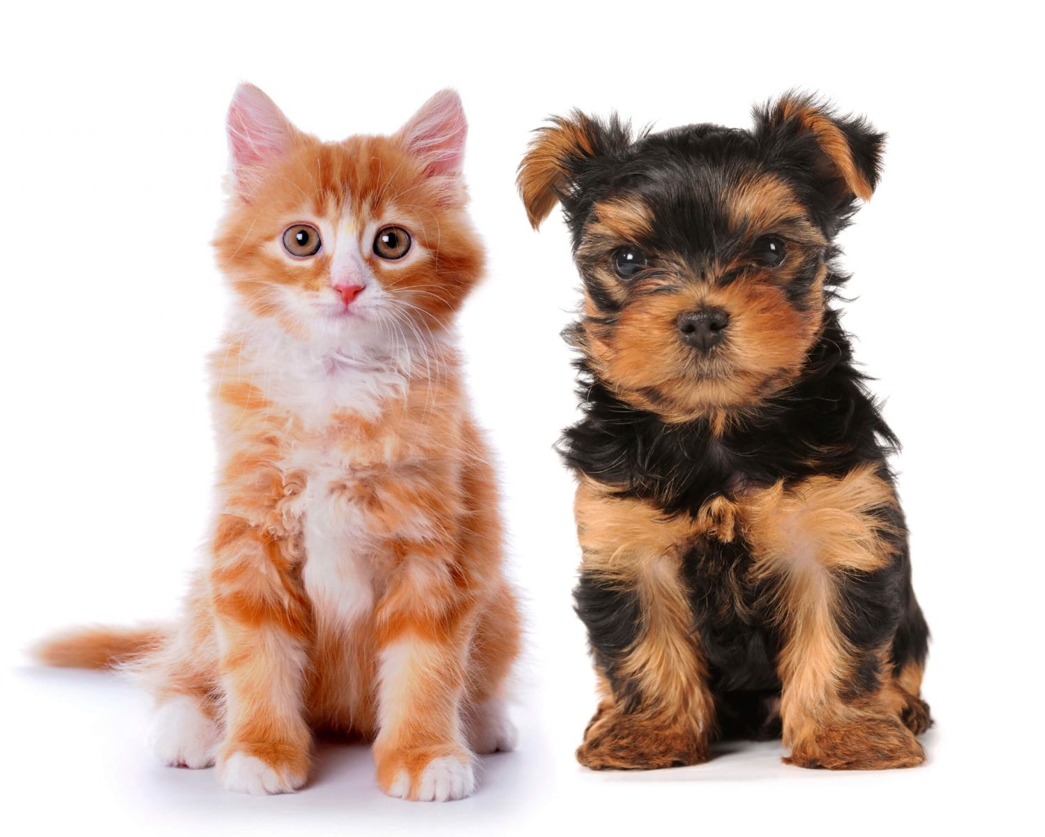Cute kitten and puppy