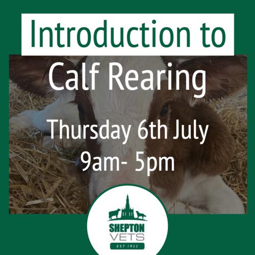 intro to calf rearing