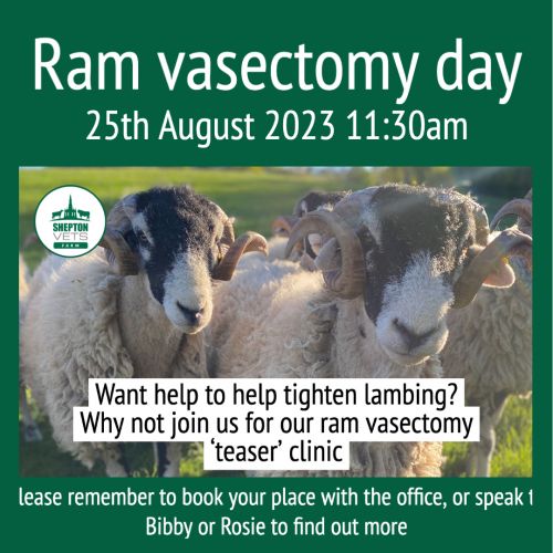 Ram vasectomy day August 2023