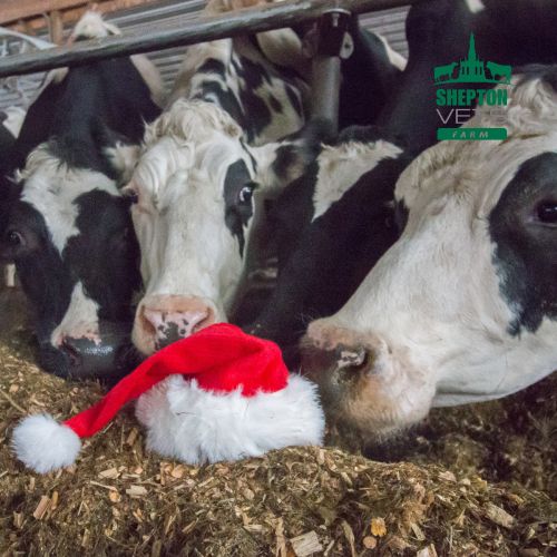 Shepton Vets Farm Christmas opening times