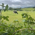 Dairy cows in field foreground foliage