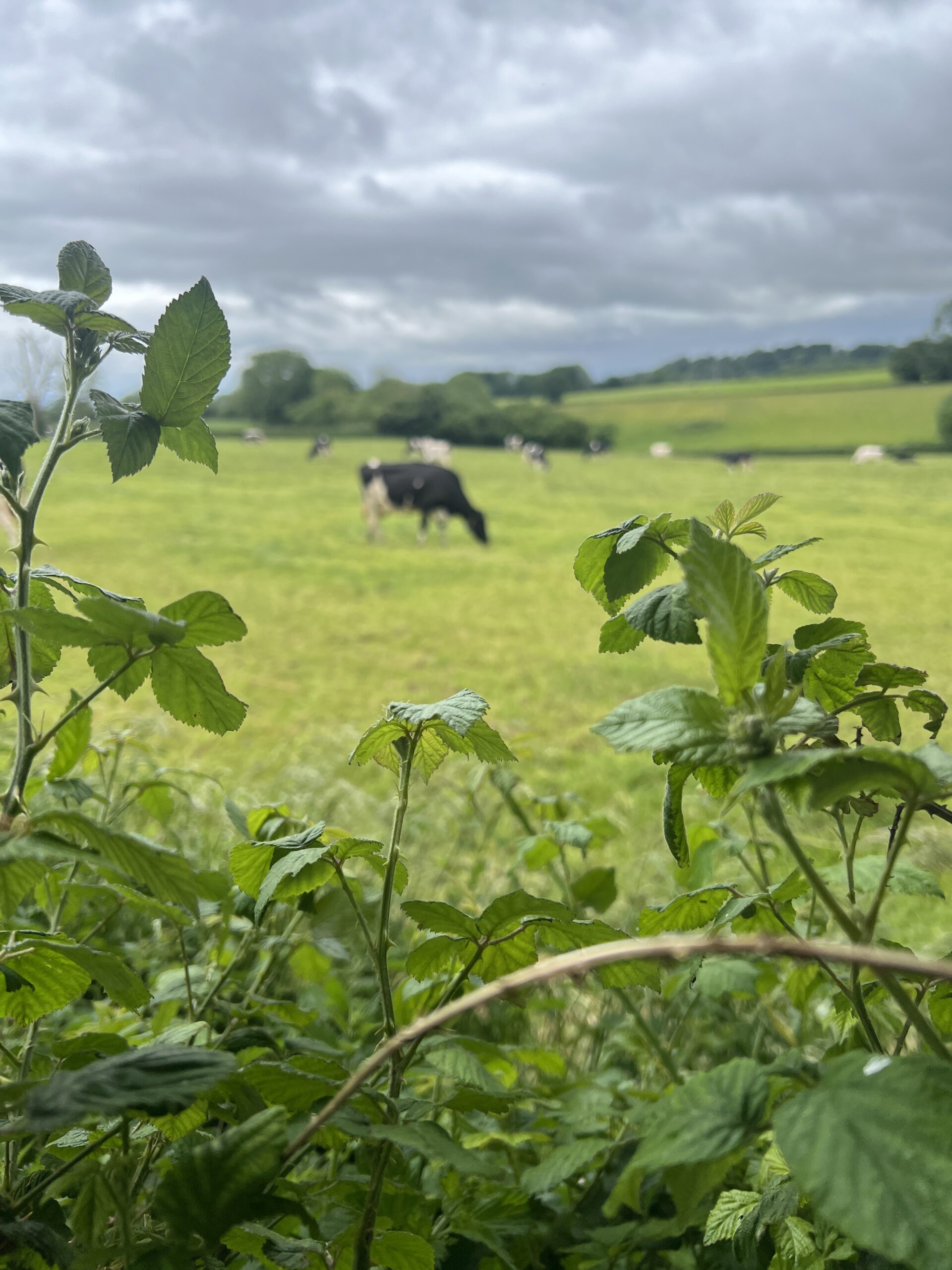 Dairy cows in field foreground foliage