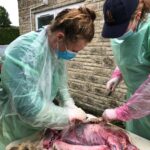 Bibby and Rosie Post Mortem