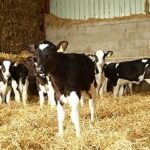 calves in barn - article image