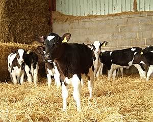 calves in barn - article image