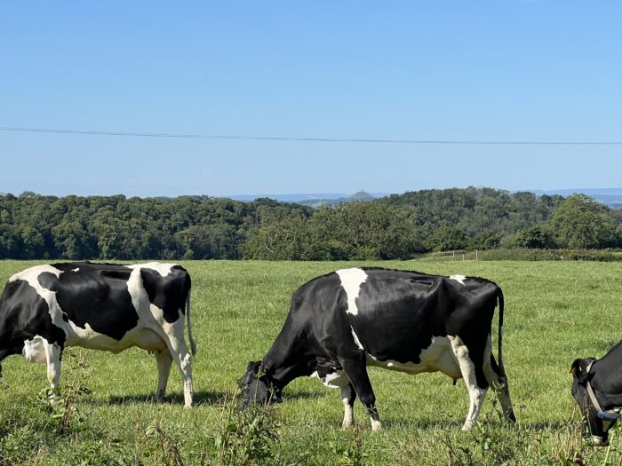 Calving cow management