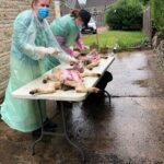 Rosie and Bibby Post Mortem