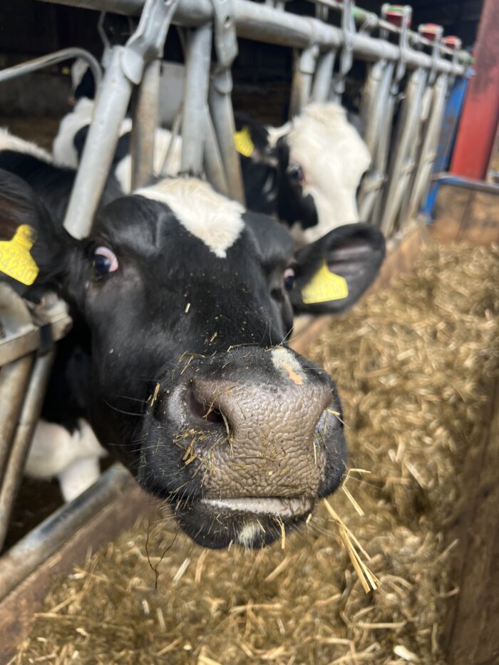Heifer success and profitability of suckler cows