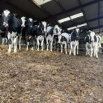Heifers - cows in barn