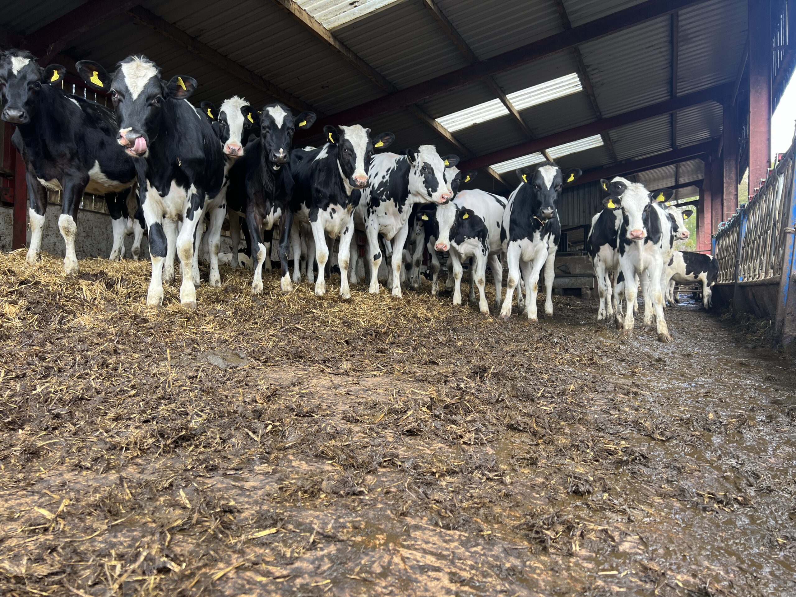 Heifers - cows in barn