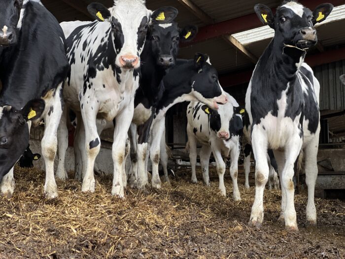 Calf Neurological Syndrome and CCN Diagnosis