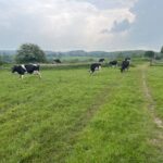 Grazing dairy cows