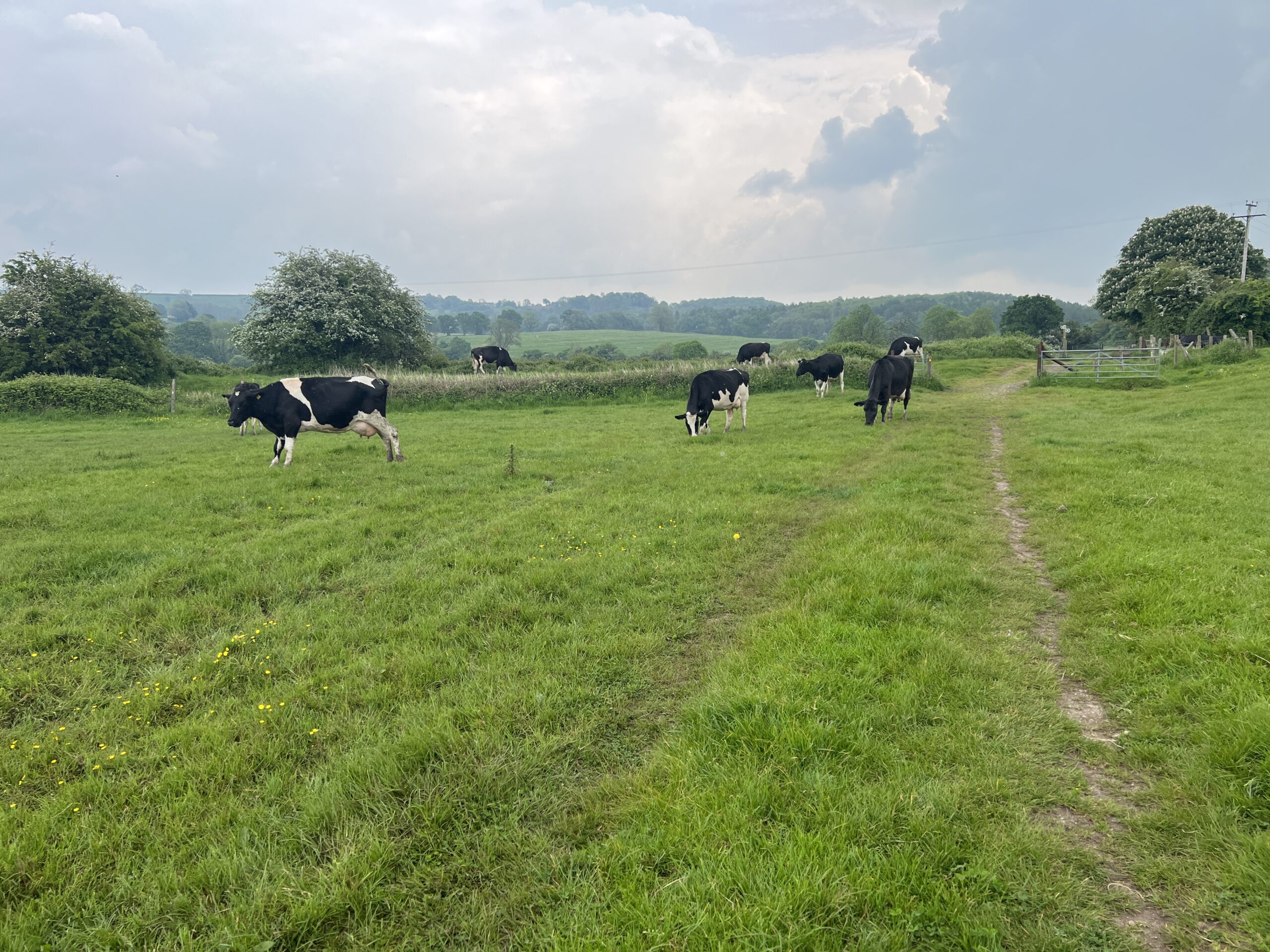 Grazing dairy cows