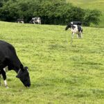 Grazing dairy cows