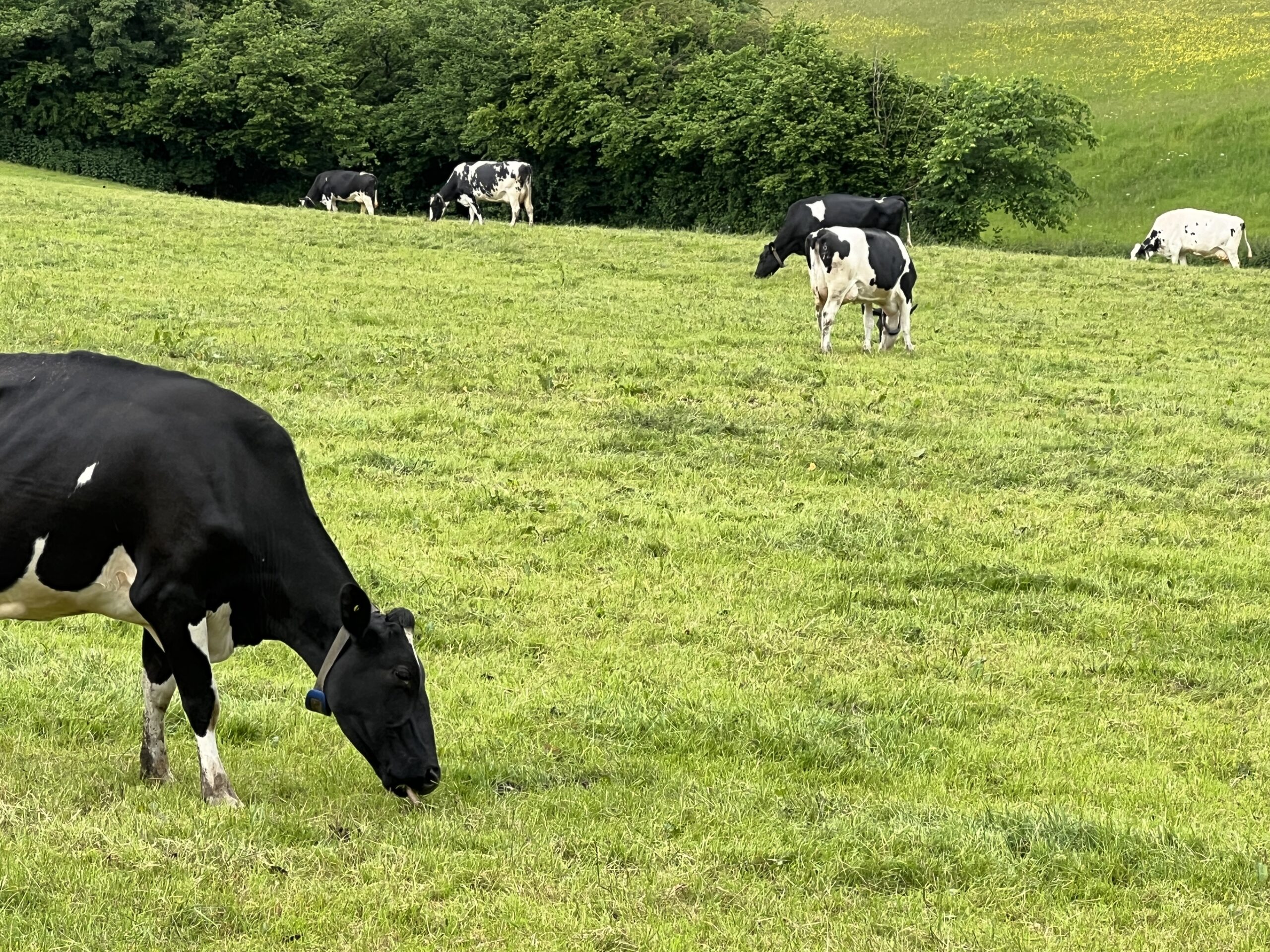 Grazing dairy cows