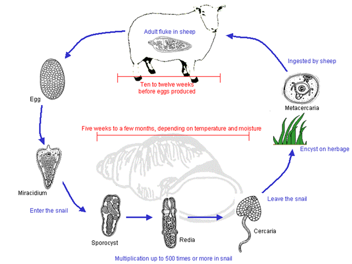 Life Cycle of Liver Fluke