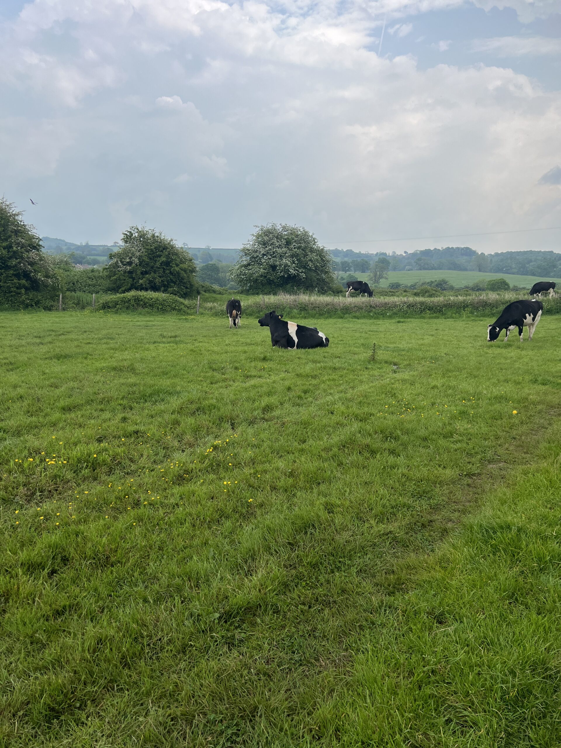 Cow led in a field