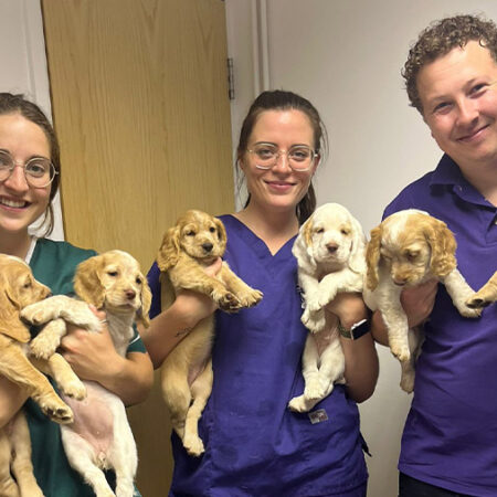 Shepton and Wells vets - Daisy, Cara and Adam with cocker puppies