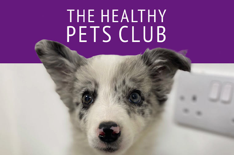 Shepton and Wells vets - Healthy Pets image banner