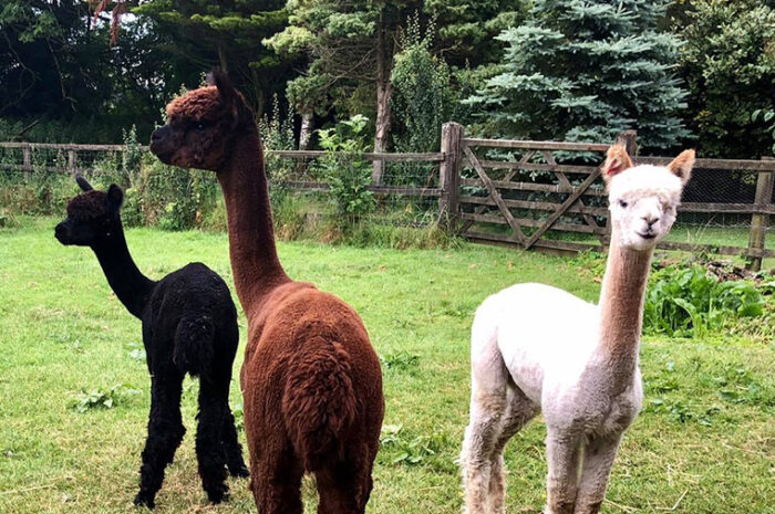Alpaca Heros