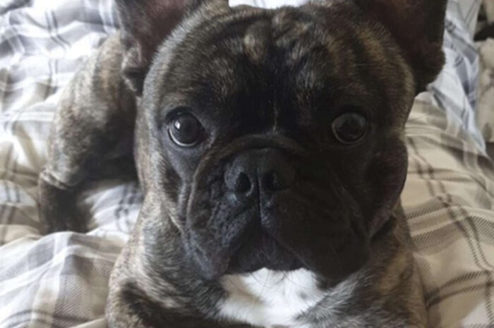 Vinnie the French Bulldog’s Brush with Danger