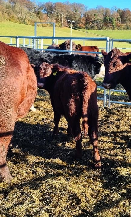 Lungworm Control in Cattle