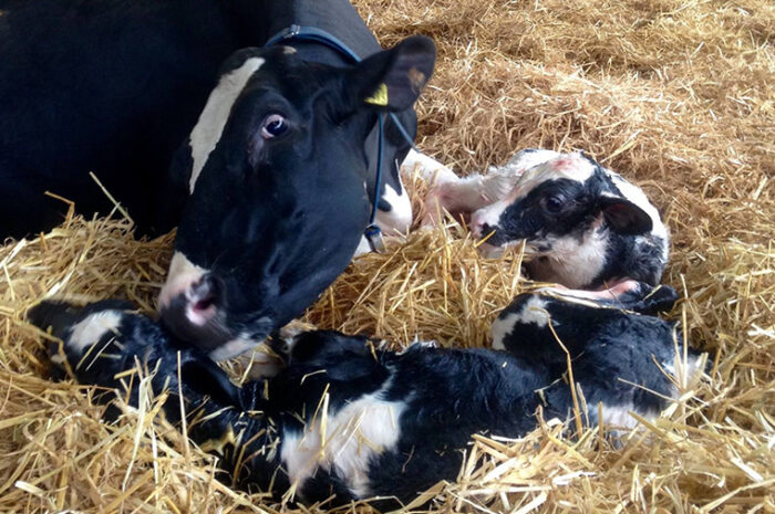 First calving as a measure of rearing success?