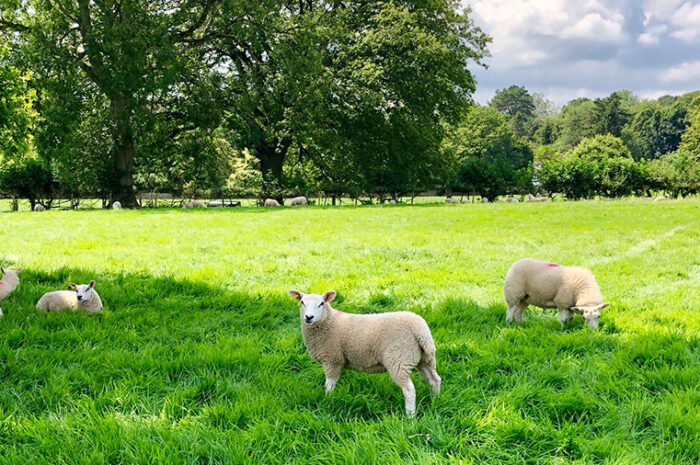 Sheep with Smelly Feet