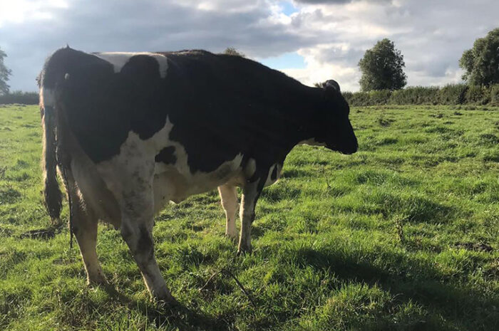 Bovine TB demands a nuanced approach