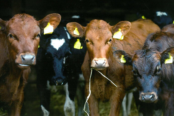 Protecting Calves’ Health in Changing Weather