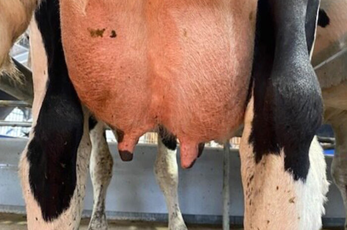 Udder Health Tips