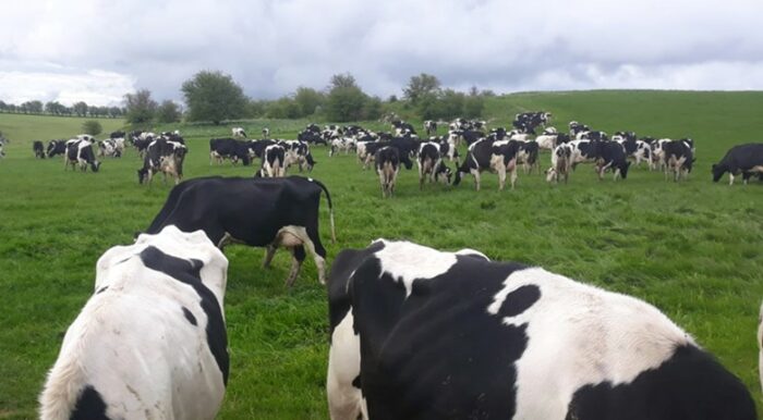 Pica in Cattle