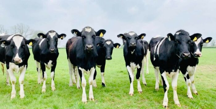 Neospora; Abortion in your herd?