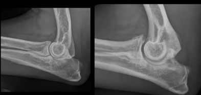 Dog Osteoarthritis (OA)